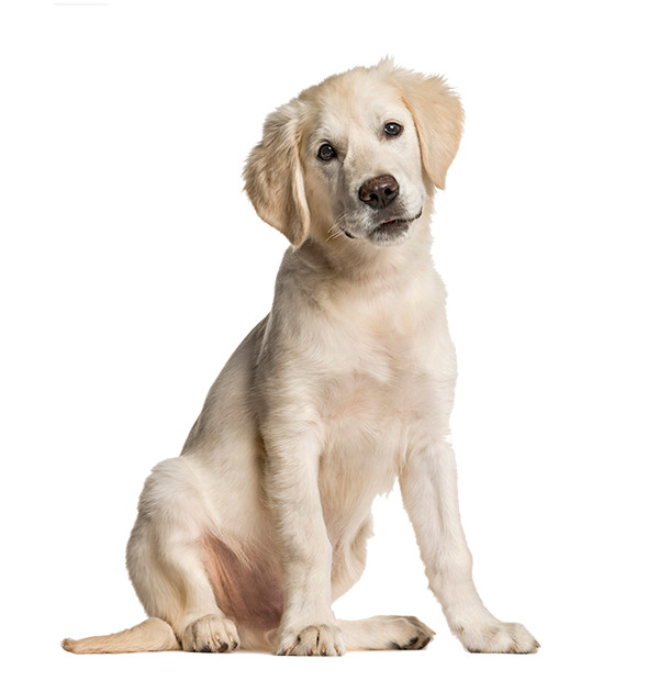 Your reliable choice for an at-home experience with a professional atmosphere